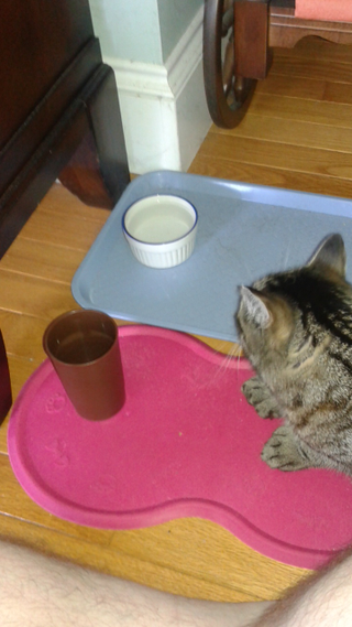 3:00pm - Be irritated that you are out of fizzy soft drinks and share some nice cool water with your cat instead.